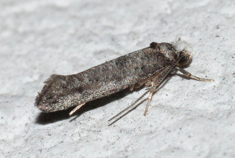 Yponomeutidae da conf.